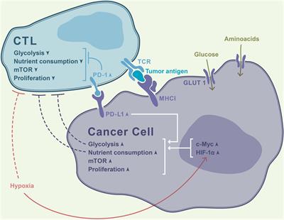 Metabolic Checkpoints: Novel Avenues for Immunotherapy of Cancer